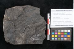 Foto (Objekt + Etikett) von Taeniopteris pseudosimplex Ettingshausen (NHMW-GEO-2024-0188-10295)